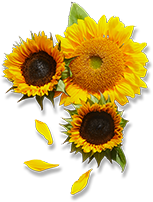 Helianthus Annuus (Sunflower) Seed Oil